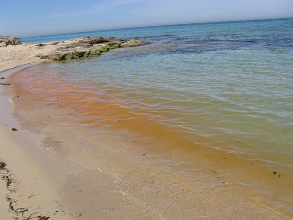 Mare arancione: Noctiluca scintillans